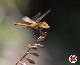 libellula-tigre.jpg