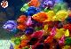 pesci-color.jpg