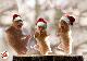 crice-natale.jpg