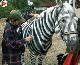 cavallo-zebra.jpg