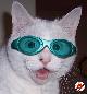 gatto-occhiali-verdi.jpg