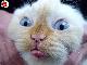 ppncat.jpg