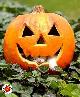 gattalloween.jpg