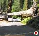 albero-tunnel.jpg