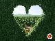 siepe-cuore.jpg
