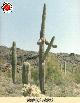 cactus.jpg
